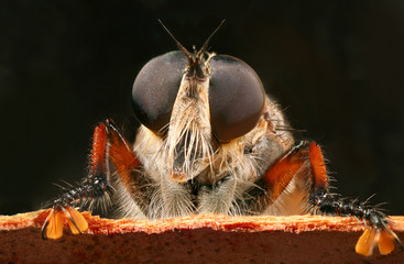 a robber fly peering over the edge of some bark