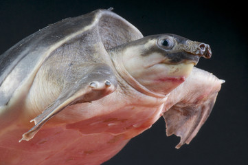 Pig-nosed turtle /  Carettochelys insculpta