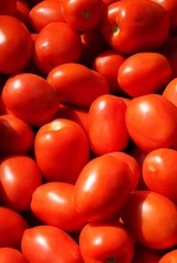 red tomatoes