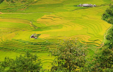 Rice plantation