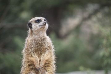 Erdmännchen