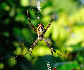 Closeup spider in its web