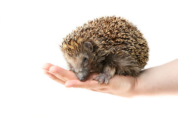 Cute hedgehog sitting on a man's hand