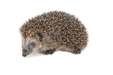 Obraz premium Cute hedgehog walking and sniffing around