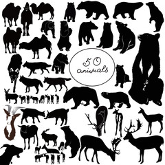 animals it is isolated on a white background