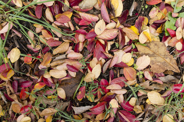 Fallen leaves on the grass