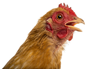 Close up of a dirty Crossbreed rooster, Pekin and Wyandotte