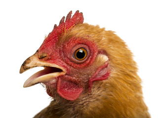Close up of a dirty Crossbreed rooster, Pekin and Wyandotte