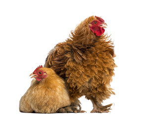 Crossbreed rooster, Pekin and Wyandotte, standing