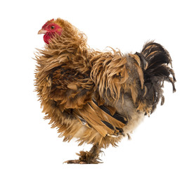 Side view of a Crossbreed rooster, Pekin and Wyandotte