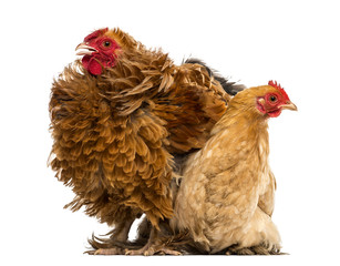 Crossbreed rooster, Pekin and Wyandotte, standing