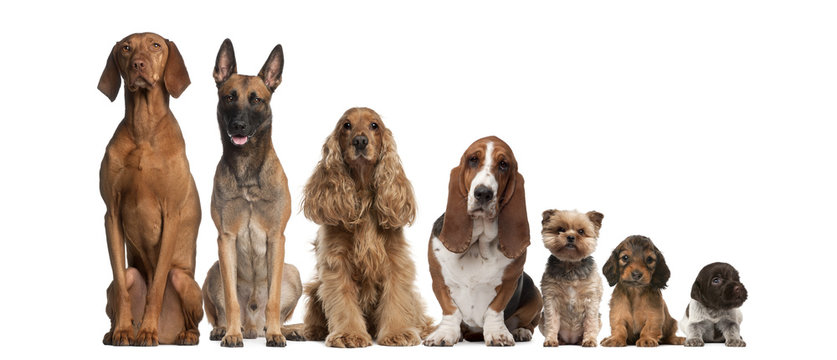 Group of brown dogs sitting, from taller to smaller