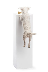 Parson Russell terrier jumping at a bone on a pedestal
