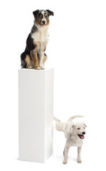 Parson Russell terrier urinating on a pedestal