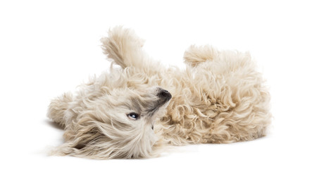 Crossbreed lying and rolling over