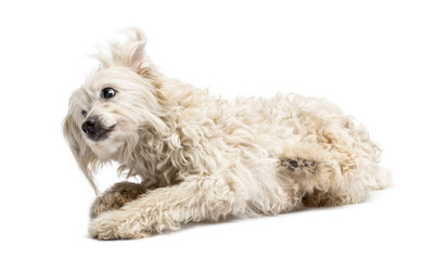 Crossbreed lying against white background