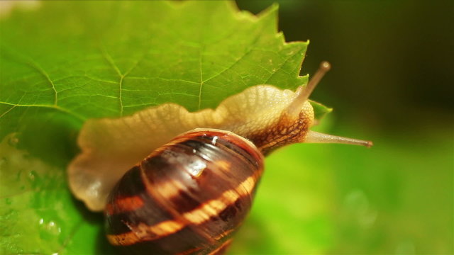 Snail on the bright green leaf after Rain Macro