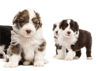 Bearded Collie puppies, 6 weeks old, sitting, lying