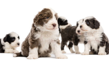 Bearded Collie puppies, 6 weeks old, sitting, lying and standing