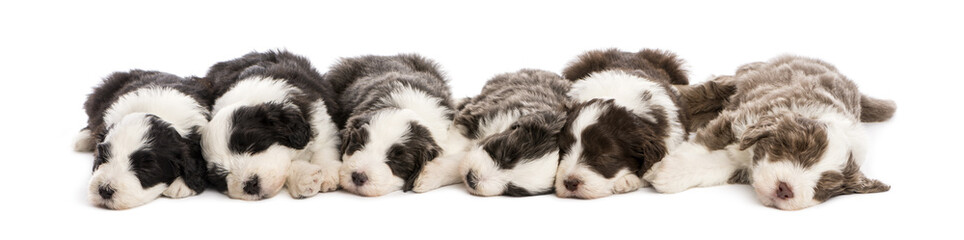 Group of Bearded Collie puppies, 6 weeks old, sleeping in a row