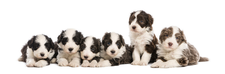 Group of Bearded Collie puppies, 6 weeks old, sitting and lying