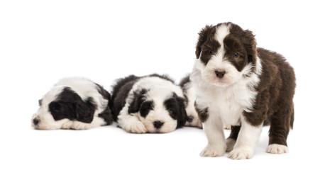 Bearded Collie puppy, 6 weeks old, standing