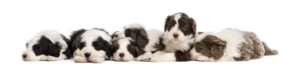 Group of Bearded Collie puppies, 6 weeks old, sleeping in a row
