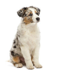 Australian Shepherd puppy, 3 months old, sitting