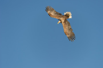 Eagle Diving