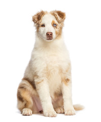 Fototapeta premium Australian Shepherd puppy, 3.5 months old, sitting