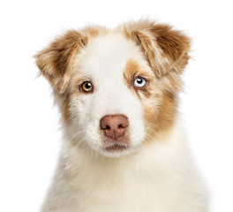 Close up of an Australian Shepherd puppy, 3.5 months old