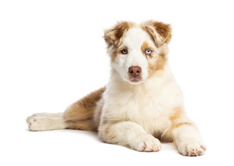 Fototapeta premium Australian Shepherd puppy, 3.5 months old
