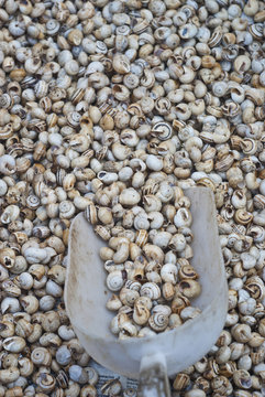 babbaluci.Lots of pile snails