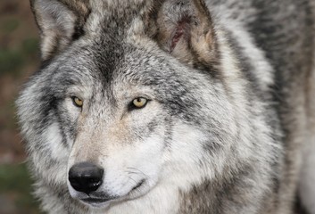 visage de loup