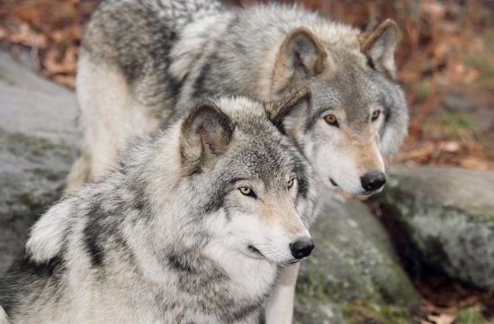 Fototapeta deux gros loup