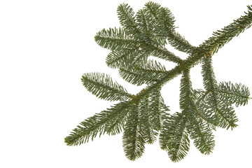 Tannenzweig (Wollemia nobilis) auf weißem Hintergrund