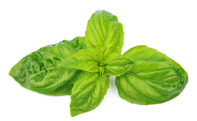 Fresh basil leaves isolated