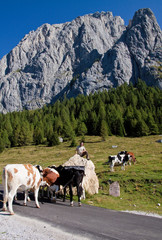 Monte Peralba Sorgenti del Piave, Friuli