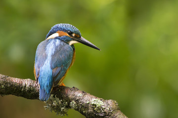 Kingfisher (Alcedo atthis)