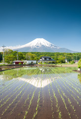 Rice Field With Mt Fuji