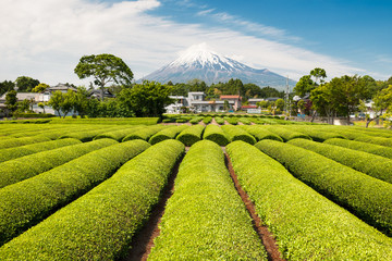 Green Tea Field With Mt Fuji