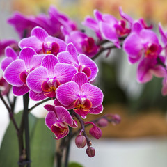Beautiful purple orchid  - phalaenopsis - obrazy, fototapety, plakaty