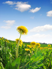 dandelions in the meadow
