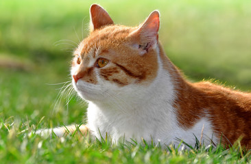 young cat in the grass
