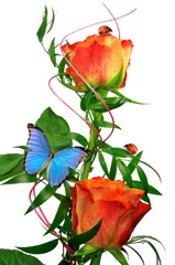 Fotobehang oranje roos met vlinder en lieveheersbeestjes © vencav