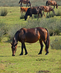 Obraz premium farm animals grazing in meadow at sunset