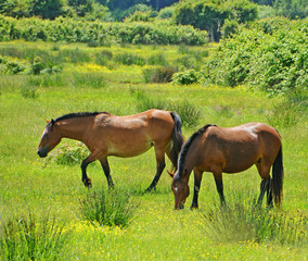 two horses grazing in grass in summer