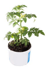 Tomato seedling with flowers and fruit