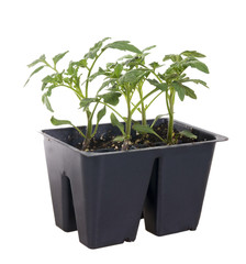 Tomato seedlings in containers