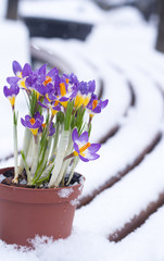 Early spring purple Crocus in snow